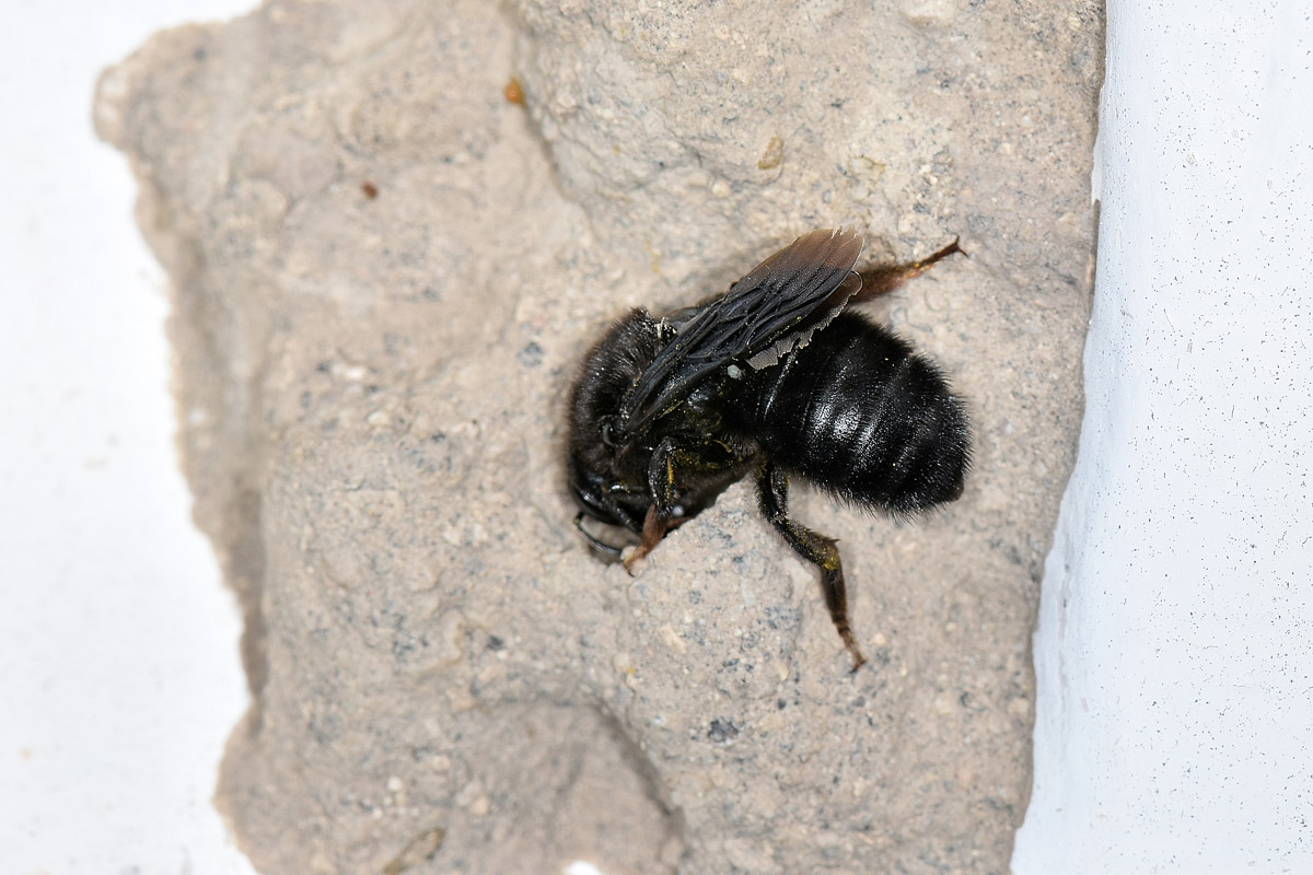 Apidae Megachilinae: Chalicodoma parietina?  S !